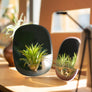 PLANT MIRROR - Rectangle, Blue
