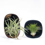 PLANT MIRROR - Rectangle, Blue
