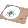 PLANT MIRROR - Rectangle, Blue