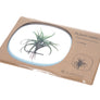 PLANT MIRROR - Square, Blue