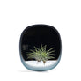 PLANT MIRROR - Square, Blue