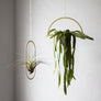 Plant Hanging Mobile, Gold - Oval