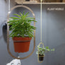 Plant Hanging Mobile, Gold - Oval