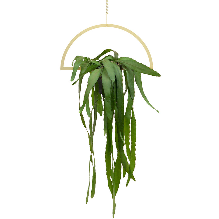 Plant Hanging Mobile, Gold - Semicircle