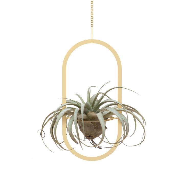 Plant Hanging Mobile, Gold - Oval