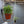 Plant Hanging Mobile, Gold - Oval