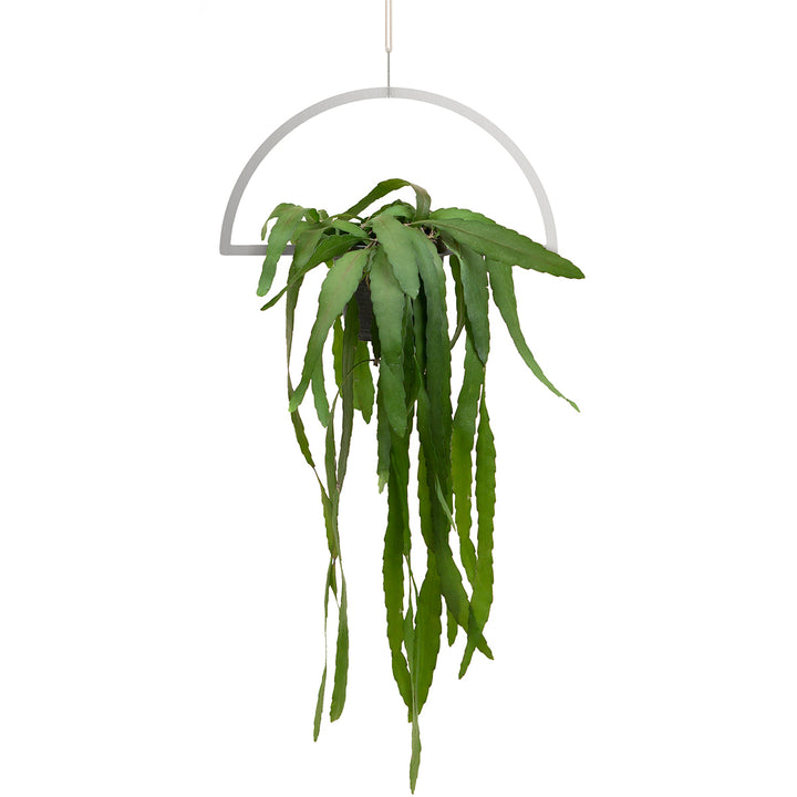 Plant Hanging Mobile, Silver - Semicircle